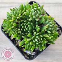 Load image into Gallery viewer, Echeveria Bella var. 'Bella'