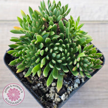 Load image into Gallery viewer, Echeveria Bella var. 'Bella'