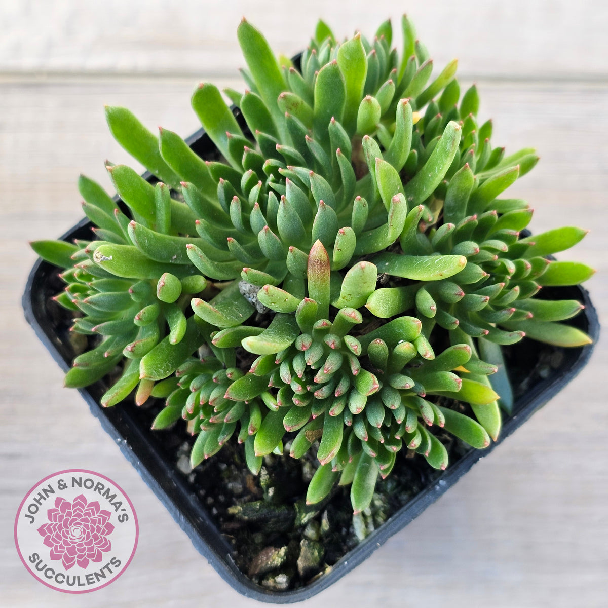 Echeveria Bella var. 'Bella'