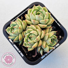 Load image into Gallery viewer, Echeveria Ben Badis - Multi - John & Norma's Succulents Australia