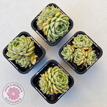 Load image into Gallery viewer, Echeveria Ben Badis - Multi - John & Norma's Succulents Australia