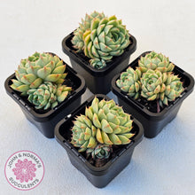 Load image into Gallery viewer, Echeveria Ben Badis - Multi - John & Norma's Succulents Australia