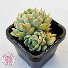 Load image into Gallery viewer, Echeveria Ben Badis - Multi - John & Norma's Succulents Australia
