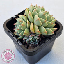 Load image into Gallery viewer, Echeveria Ben Badis - Multi - John & Norma's Succulents Australia