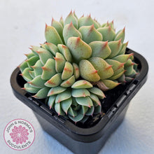 Load image into Gallery viewer, Echeveria Ben Badis - Multi - John & Norma's Succulents Australia