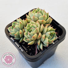 Load image into Gallery viewer, Echeveria Ben Badis - Multi - John & Norma's Succulents Australia