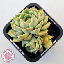Load image into Gallery viewer, Echeveria Ben Badis - Multi - John & Norma's Succulents Australia