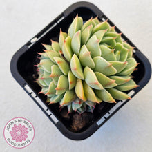 Load image into Gallery viewer, Echeveria Ben Badis - Multi - John & Norma's Succulents Australia