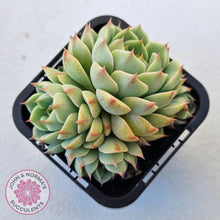 Load image into Gallery viewer, Echeveria Ben Badis - Multi - John & Norma's Succulents Australia
