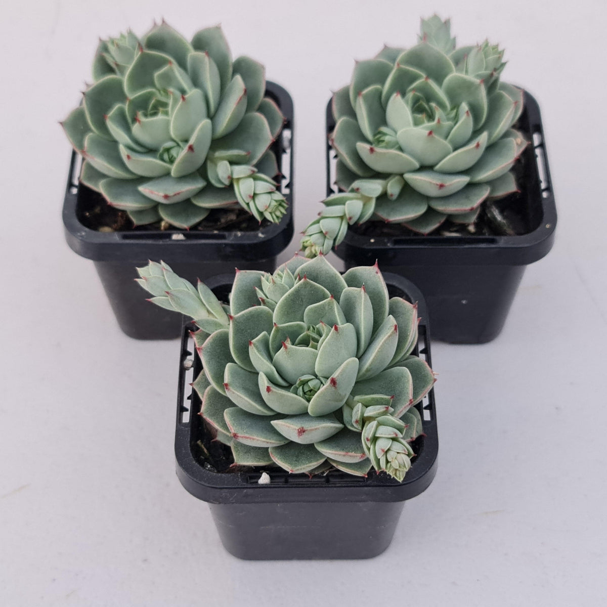 Echeveria 'Ben Badis' Hybrid