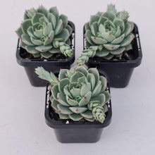 Load image into Gallery viewer, Echeveria 'Ben Badis' Hybrid - John & Norma's Succulents Australia
