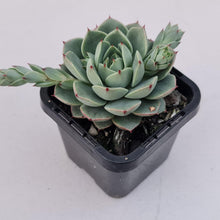 Load image into Gallery viewer, Echeveria 'Ben Badis' Hybrid - John & Norma's Succulents Australia
