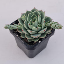 Load image into Gallery viewer, Echeveria 'Ben Badis' Hybrid - John & Norma's Succulents Australia