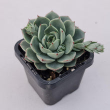 Load image into Gallery viewer, Echeveria 'Ben Badis' Hybrid - John & Norma's Succulents Australia