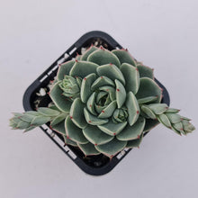 Load image into Gallery viewer, Echeveria 'Ben Badis' Hybrid - John & Norma's Succulents Australia