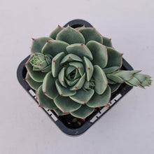 Load image into Gallery viewer, Echeveria 'Ben Badis' Hybrid - John & Norma's Succulents Australia
