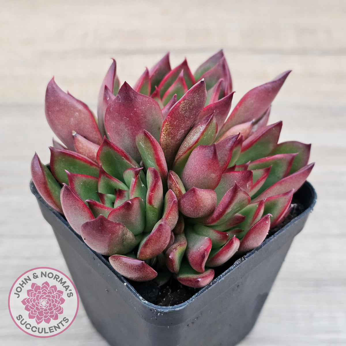 Echeveria Benimusume - Multi Heads
