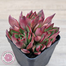 Load image into Gallery viewer, Echeveria Benimusume - Multi Heads