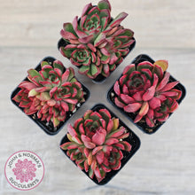 Load image into Gallery viewer, Echeveria Benimusume - Multi Heads