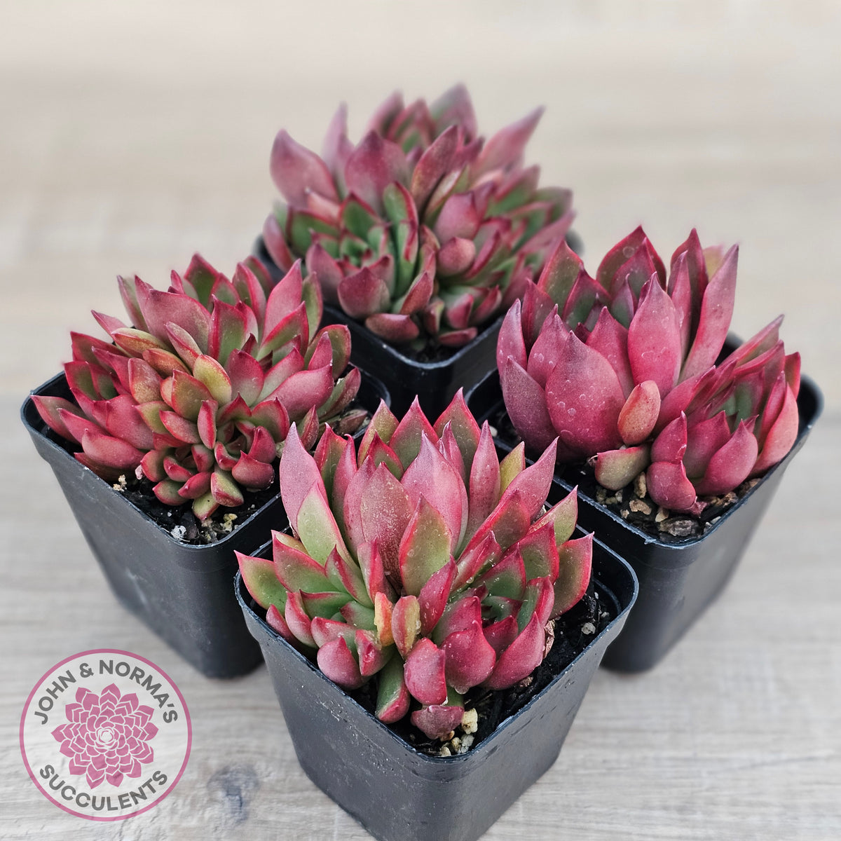Echeveria Benimusume - Multi Heads
