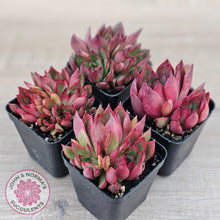 Load image into Gallery viewer, Echeveria Benimusume - Multi Heads