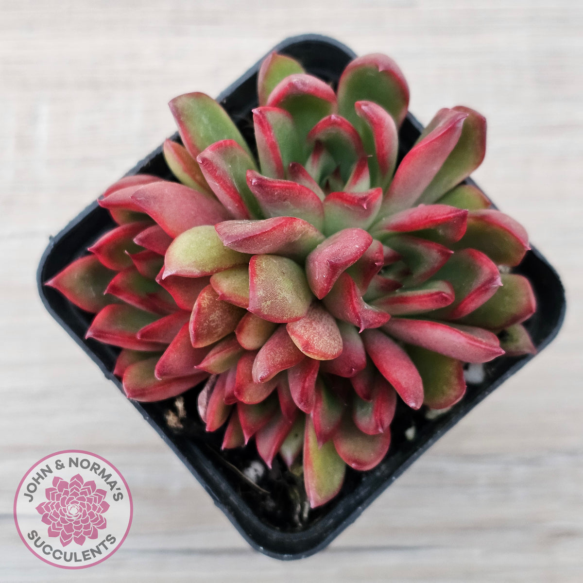 Echeveria Benimusume - Multi Heads