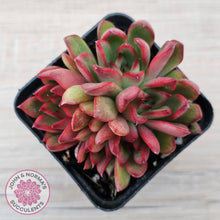 Load image into Gallery viewer, Echeveria Benimusume - Multi Heads