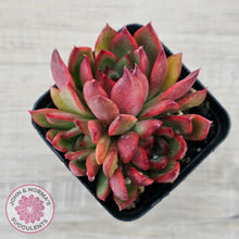 Load image into Gallery viewer, Echeveria Benimusume - Multi Heads