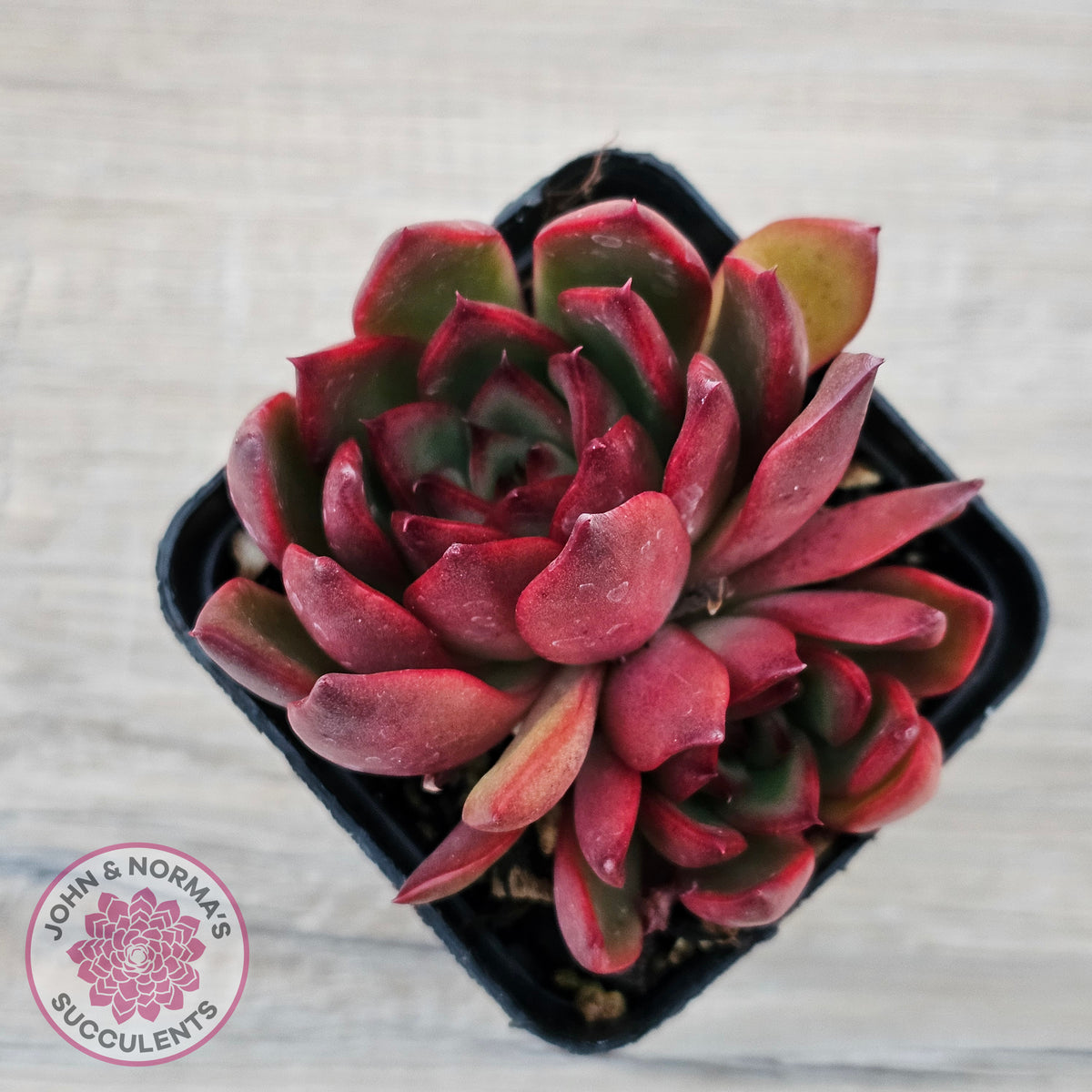 Echeveria Benimusume - Multi Heads