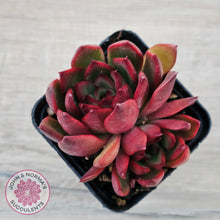 Load image into Gallery viewer, Echeveria Benimusume - Multi Heads
