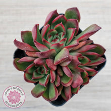 Load image into Gallery viewer, Echeveria Benimusume - Multi Heads