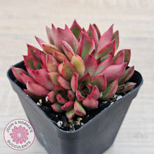 Load image into Gallery viewer, Echeveria Benimusume - Multi Heads