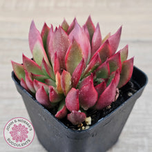 Load image into Gallery viewer, Echeveria Benimusume - Multi Heads
