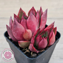 Load image into Gallery viewer, Echeveria Benimusume - Multi Heads