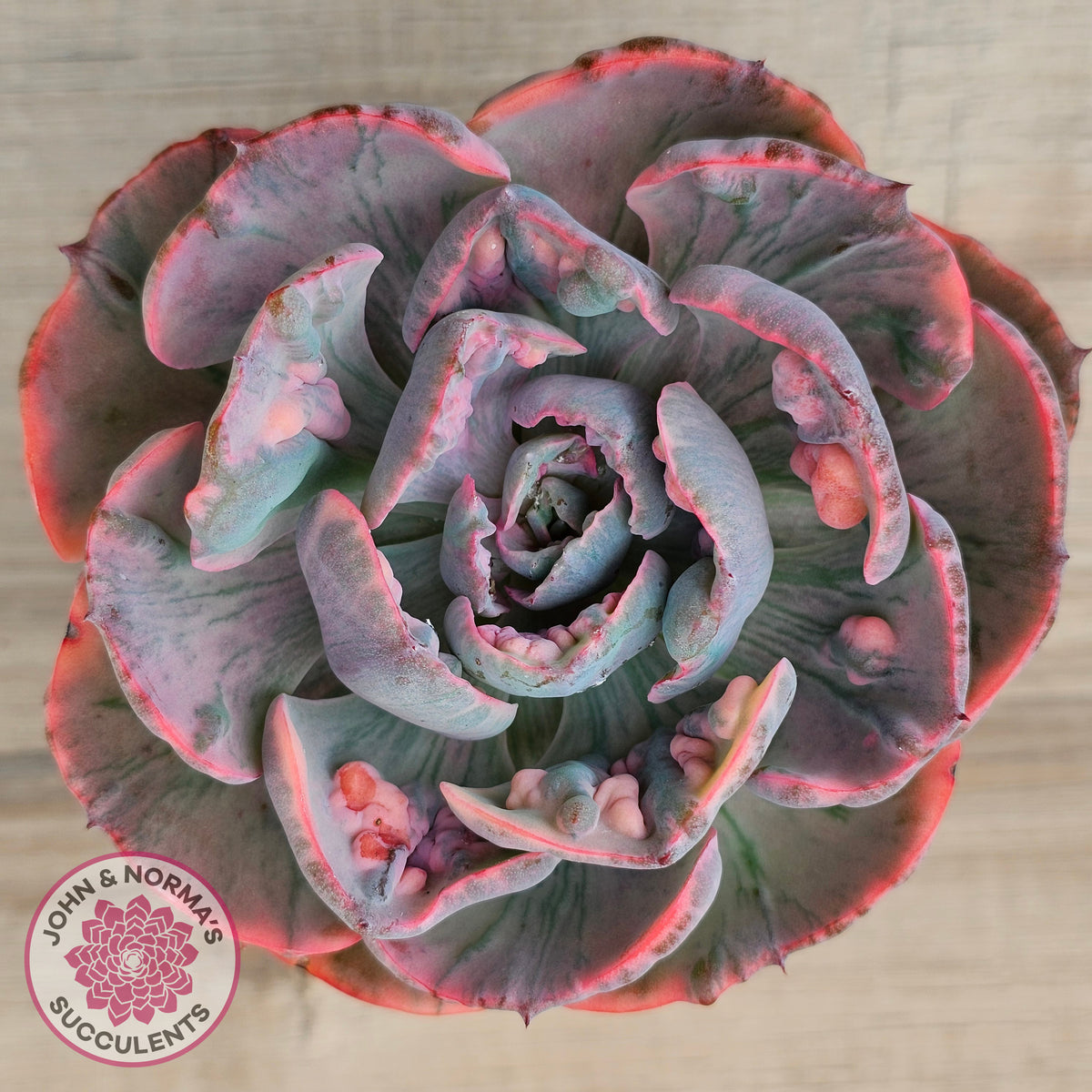 Echeveria Beyonce Rainbow Variegated (Lg)