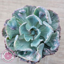 Load image into Gallery viewer, Echeveria Beyonce Rainbow Variegated