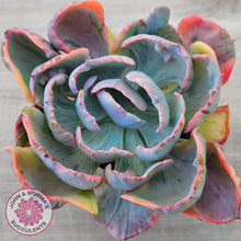 Load image into Gallery viewer, Echeveria Beyonce Rainbow Variegated (Lg)