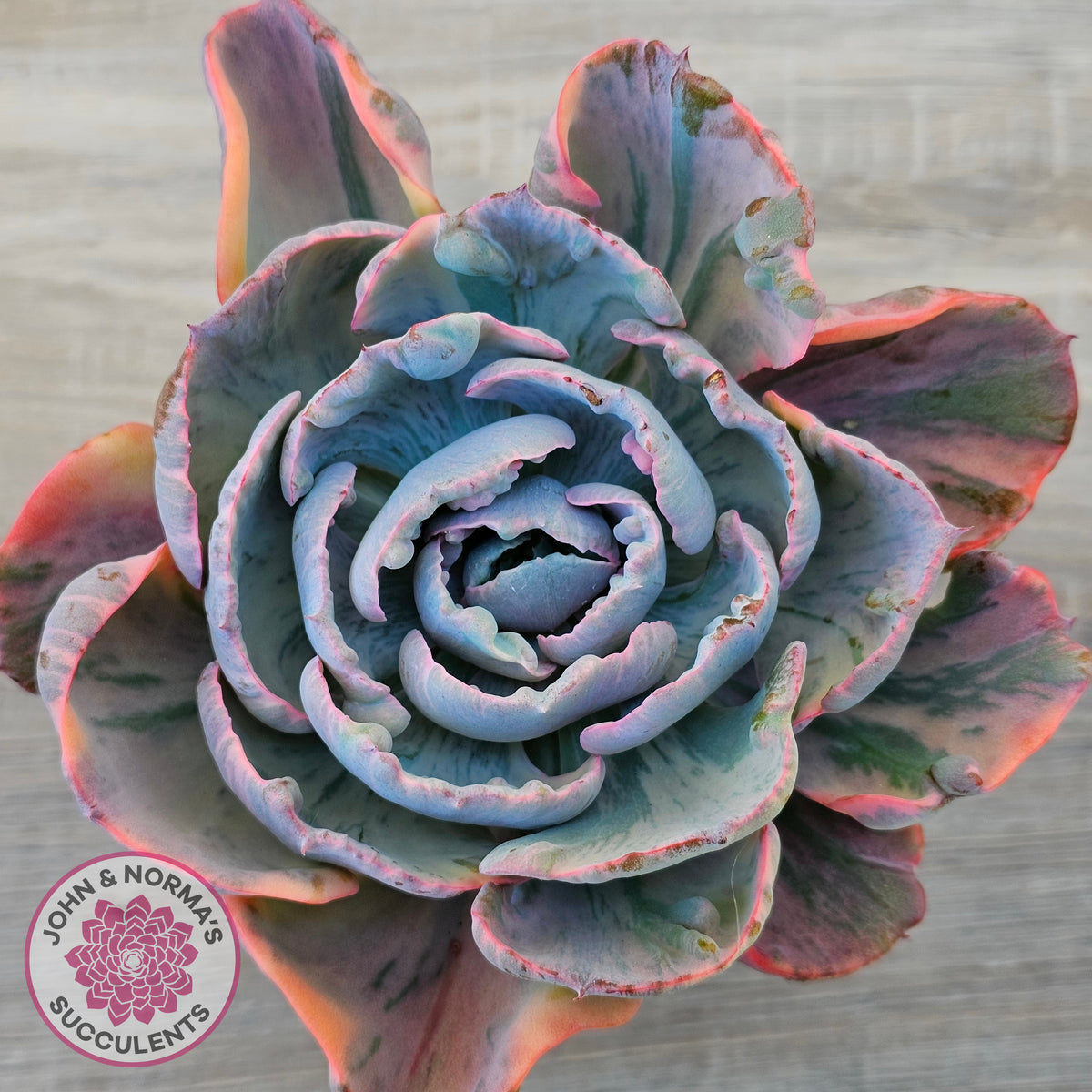 Echeveria Beyonce Rainbow Variegated (Lg)