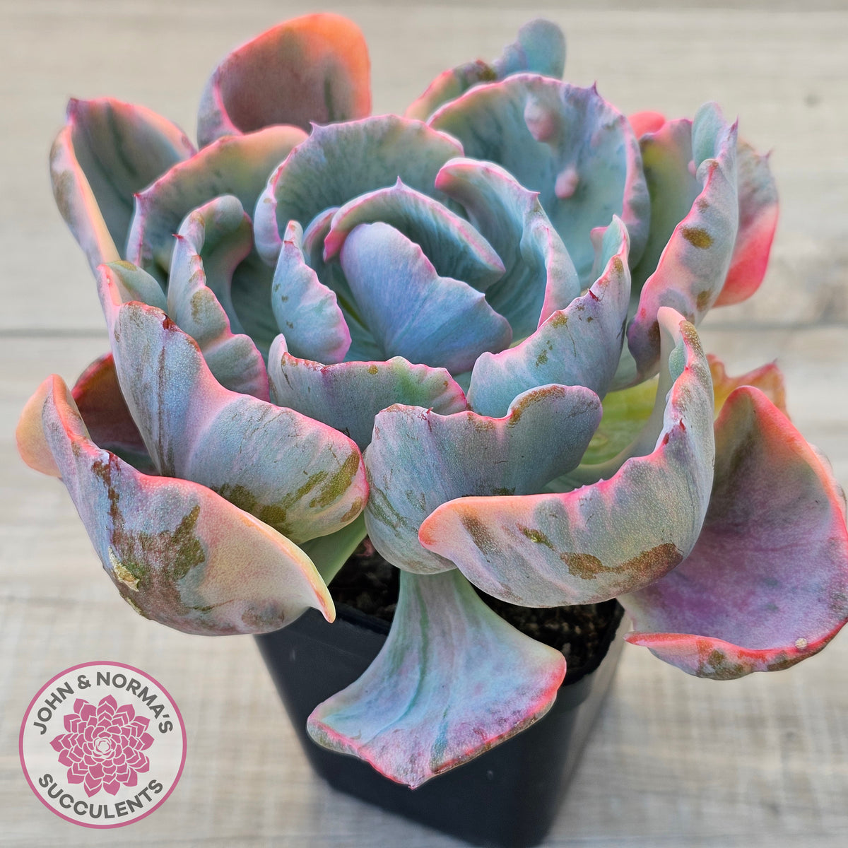 Echeveria Beyonce Rainbow Variegated (Lg)