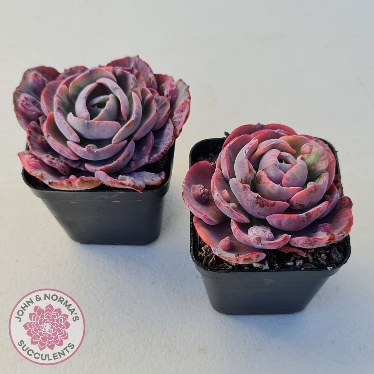 Echeveria Beyonce Rainbow Variegated (Lg)