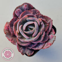 Load image into Gallery viewer, Echeveria Beyonce Rainbow Variegated