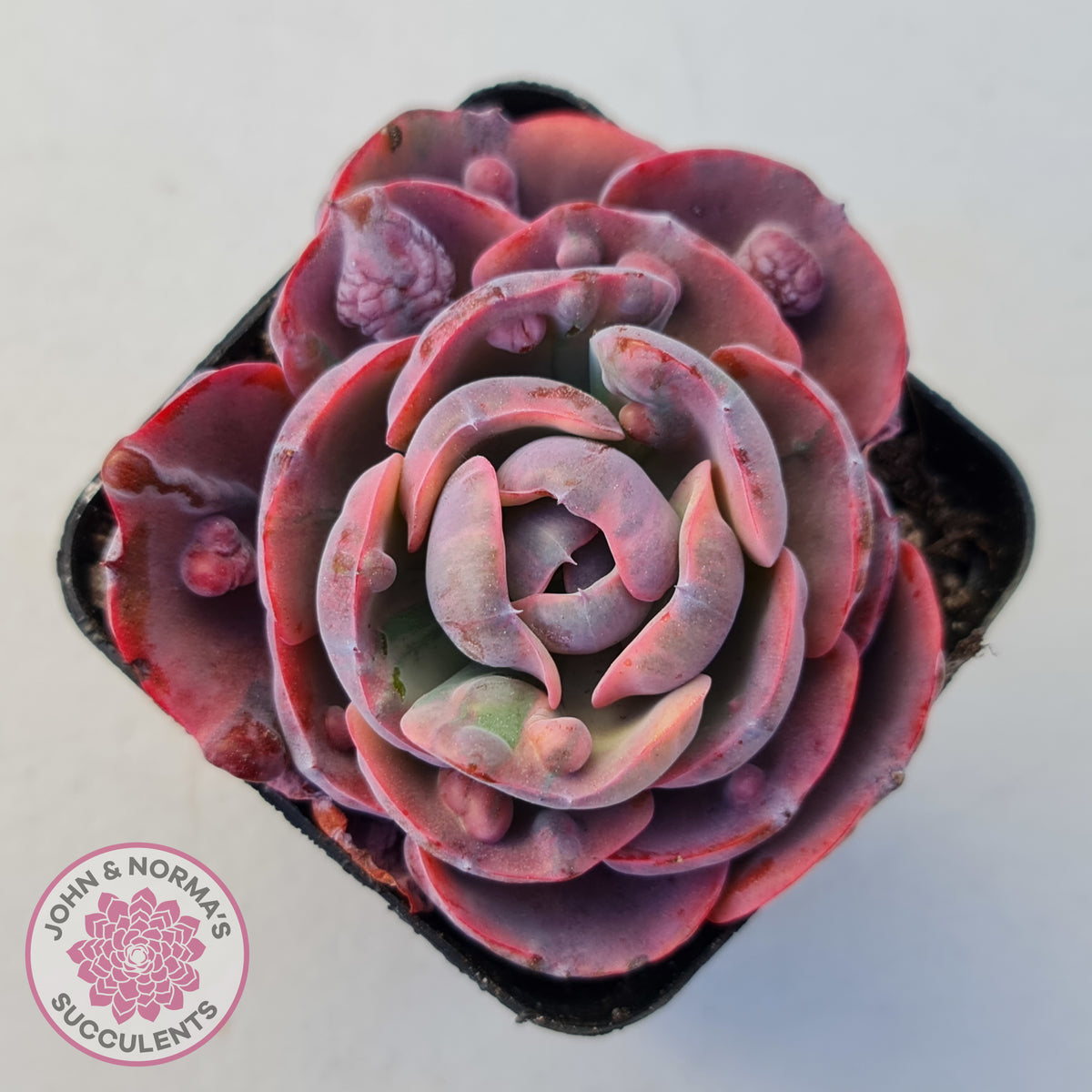 Echeveria Beyonce Rainbow Variegated (Lg)