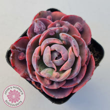 Load image into Gallery viewer, Echeveria Beyonce Rainbow Variegated