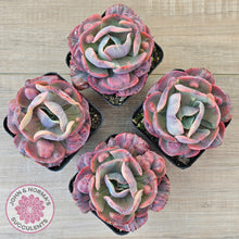 Load image into Gallery viewer, Echeveria Beyonce Rainbow Variegated (Lg)