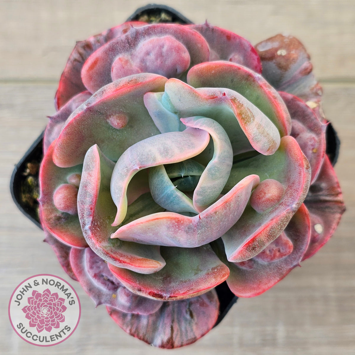 Echeveria Beyonce Rainbow Variegated (Lg)