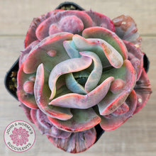 Load image into Gallery viewer, Echeveria Beyonce Rainbow Variegated