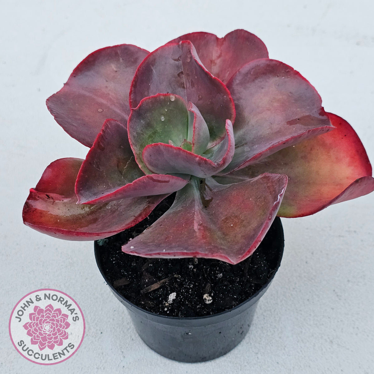 Echeveria 'Big Red'