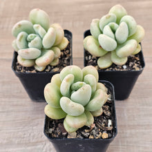 Load image into Gallery viewer, Echeveria 'Bill Gates' (Wrinkled Rose)