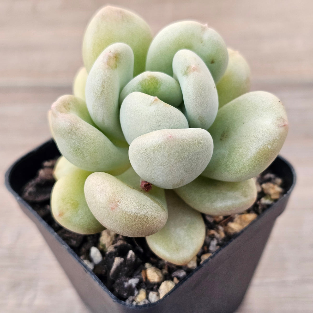 Echeveria 'Bill Gates' (Wrinkled Rose)