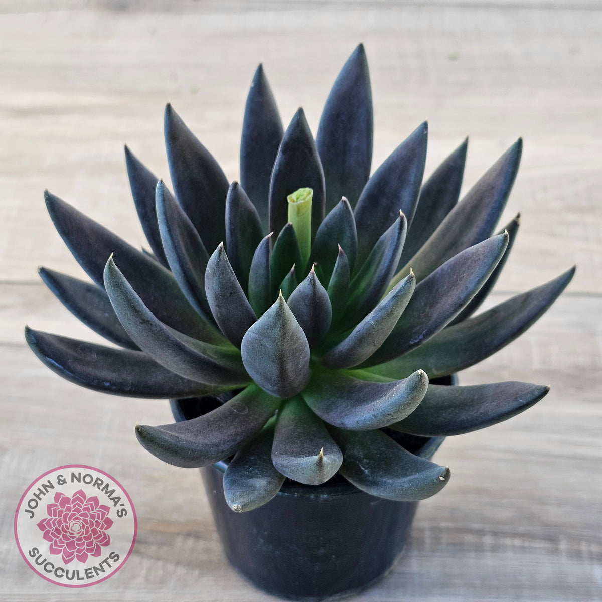 Echeveria 'Black Knight' - 90mm Same Plants